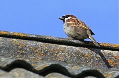 House Sparrow